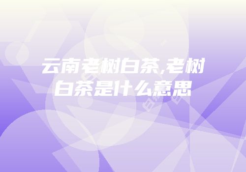 云南老树白茶,老树白茶是什么意思