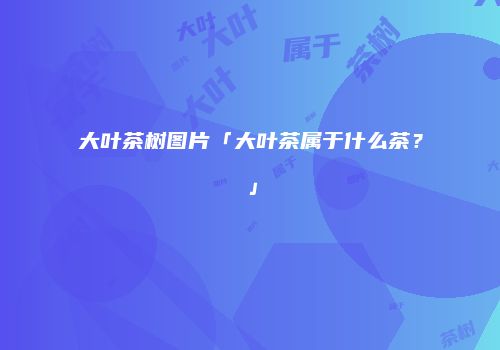 大叶茶树图片「大叶茶属于什么茶？」