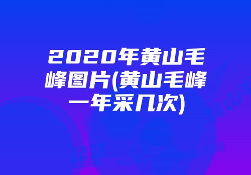 2020年黄山毛峰图片(黄山毛峰一年采几次)