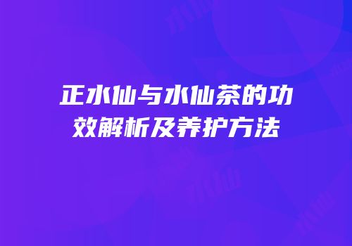 正水仙与水仙茶的功效解析及养护方法