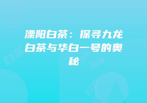 溧阳白茶：探寻九龙白茶与华白一号的奥秘