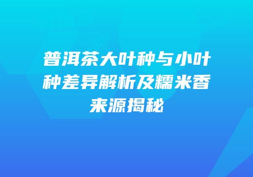 普洱茶大叶种与小叶种差异解析及糯米香来源揭秘