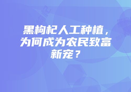 黑枸杞人工种植，为何成为农民致富新宠？