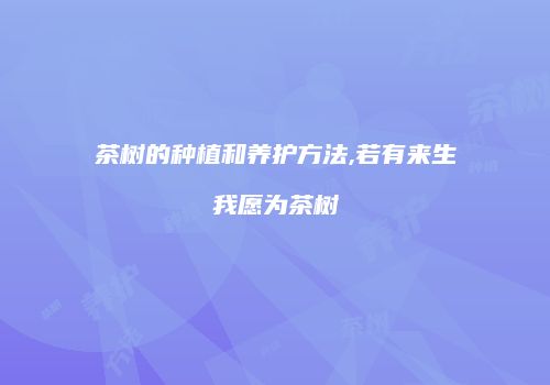 茶树的种植和养护方法,若有来生我愿为茶树