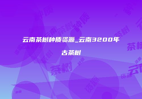 云南茶树种质资源_云南3200年古茶树