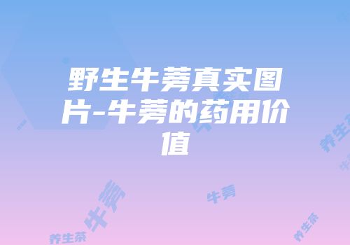 野生牛蒡真实图片-牛蒡的药用价值