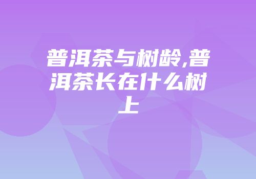 普洱茶与树龄,普洱茶长在什么树上