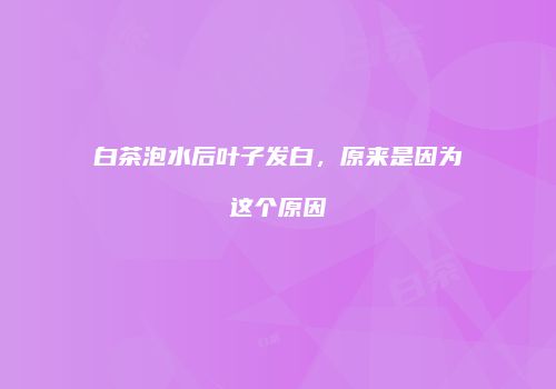 白茶泡水后叶子发白，原来是因为这个原因