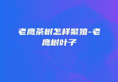 老鹰茶树怎样繁殖-老鹰树叶子