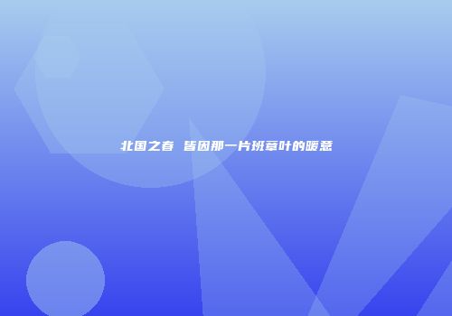 北国之春 皆因那一片班章叶的暖意