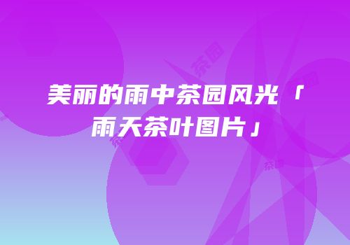 美丽的雨中茶园风光「雨天茶叶图片」
