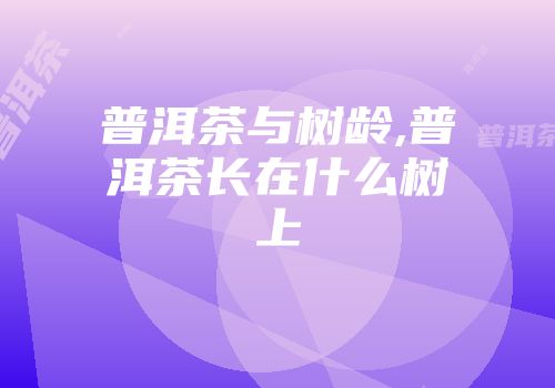 普洱茶与树龄,普洱茶长在什么树上
