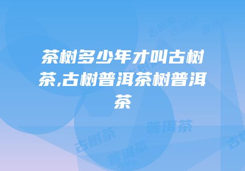 茶树多少年才叫古树茶,古树普洱茶树普洱茶