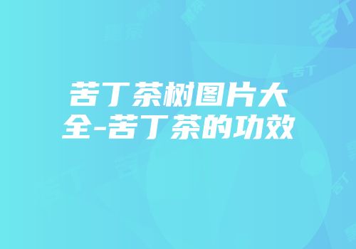 苦丁茶树图片大全-苦丁茶的功效