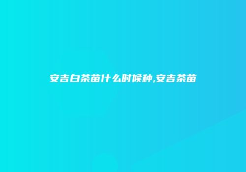 安吉白茶苗什么时候种,安吉茶苗
