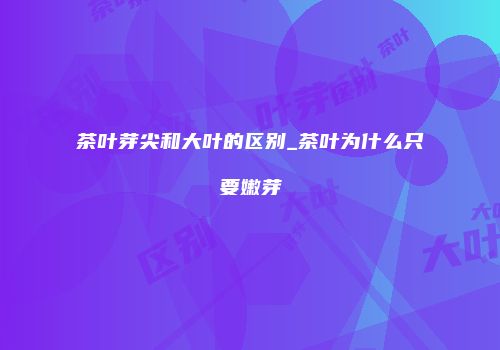茶叶芽尖和大叶的区别_茶叶为什么只要嫩芽