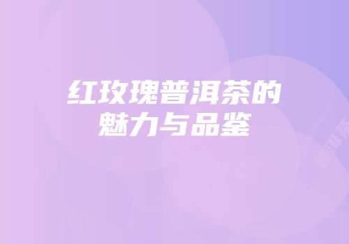 红玫瑰普洱茶的魅力与品鉴