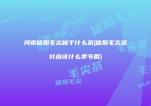 河南信阳毛尖属于什么茶(信阳毛尖茶叶应该什么季节喝)