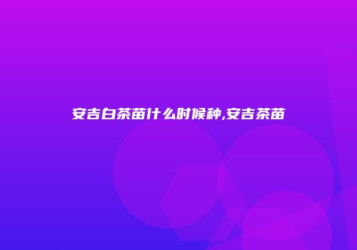 安吉白茶苗什么时候种,安吉茶苗