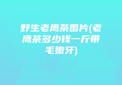野生老鹰茶图片(老鹰茶多少钱一斤带毛嫩牙)