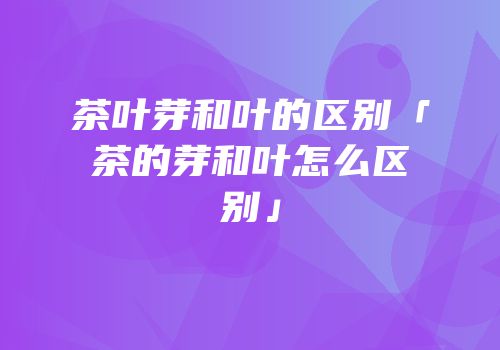 茶叶芽和叶的区别「茶的芽和叶怎么区别」