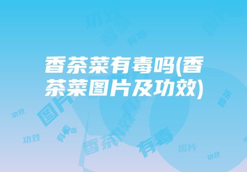 香茶菜有毒吗(香茶菜图片及功效)