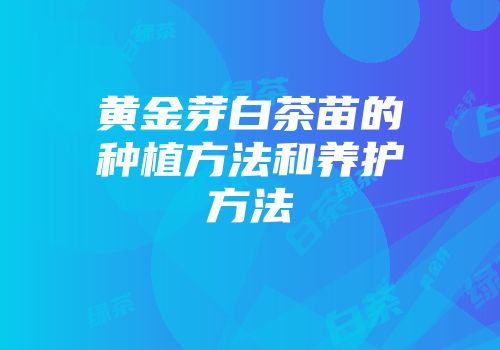 黄金芽白茶苗的种植方法和养护方法