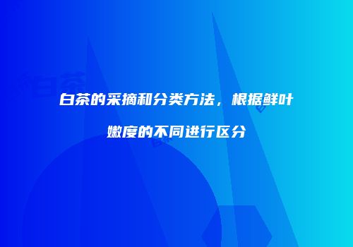 白茶的采摘和分类方法，根据鲜叶嫩度的不同进行区分