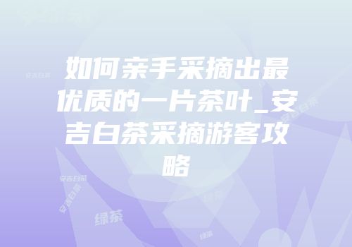 如何亲手采摘出最优质的一片茶叶_安吉白茶采摘游客攻略