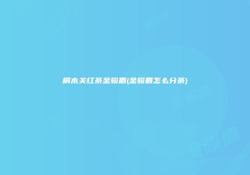 桐木关红茶金骏眉(金骏眉怎么分茶)