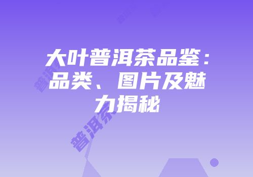 大叶普洱茶品鉴：品类、图片及魅力揭秘