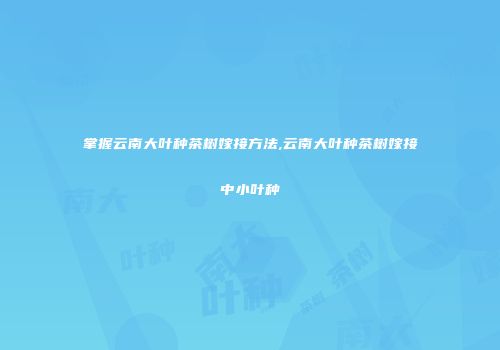 掌握云南大叶种茶树嫁接方法,云南大叶种茶树嫁接中小叶种