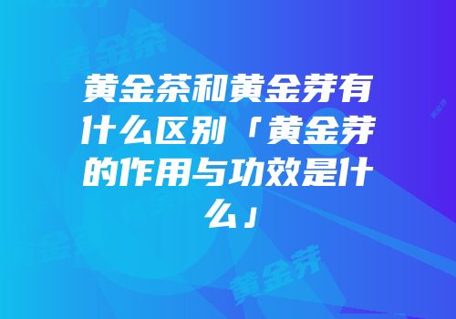 黄金茶和黄金芽有什么区别「黄金芽的作用与功效是什么」