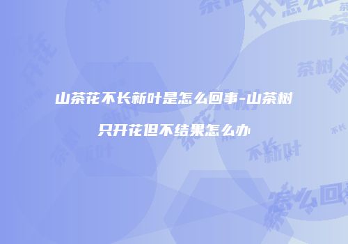 山茶花不长新叶是怎么回事-山茶树只开花但不结果怎么办