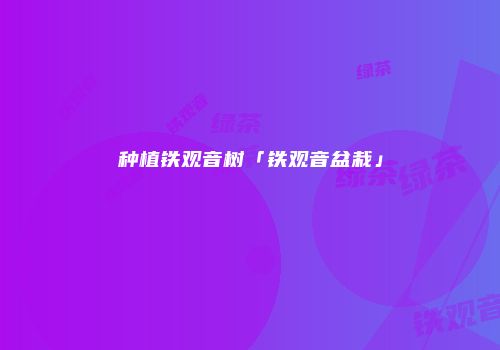种植铁观音树「铁观音盆栽」