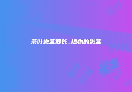 茶叶嫩茎很长_植物的嫩茎