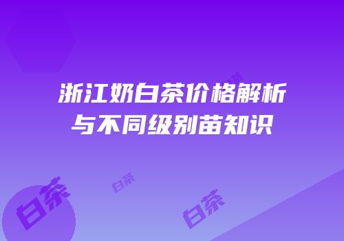 浙江奶白茶价格解析与不同级别苗知识
