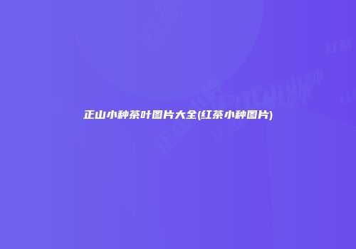 正山小种茶叶图片大全(红茶小种图片)