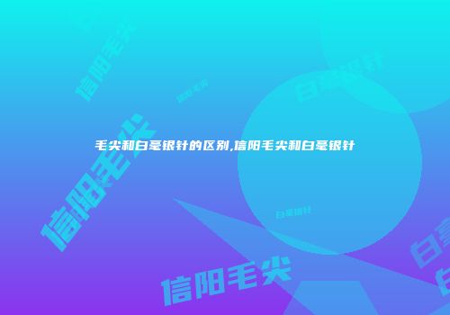 毛尖和白毫银针的区别,信阳毛尖和白毫银针