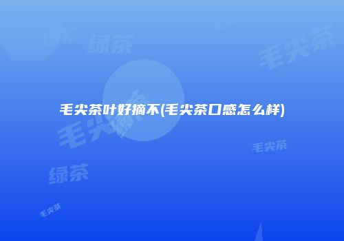 毛尖茶叶好摘不(毛尖茶口感怎么样)