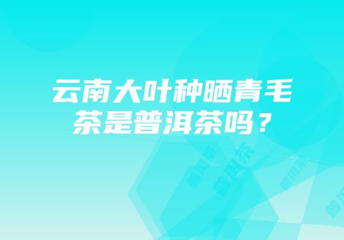 云南大叶种晒青毛茶是普洱茶吗？