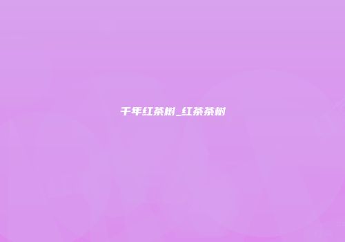 千年红茶树_红茶茶树