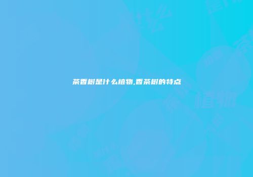 茶香树是什么植物,香茶树的特点