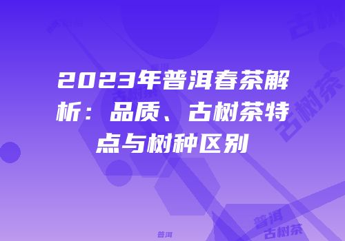 2023年普洱春茶解析：品质、古树茶特点与树种区别