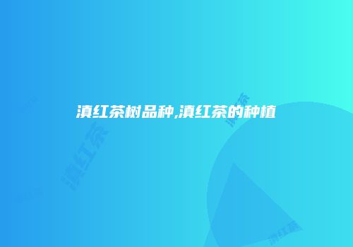 滇红茶树品种,滇红茶的种植
