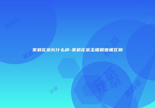 茉莉花茶长什么样-茉莉花茶玉螺和雪螺区别