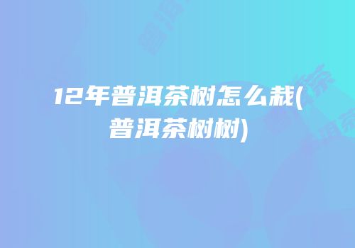 12年普洱茶树怎么栽(普洱茶树树)