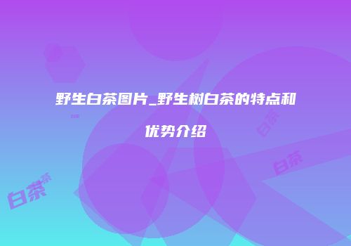 野生白茶图片_野生树白茶的特点和优势介绍