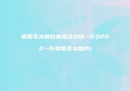 信阳毛尖的价格是多少钱一斤(1200一斤信阳毛尖图片)