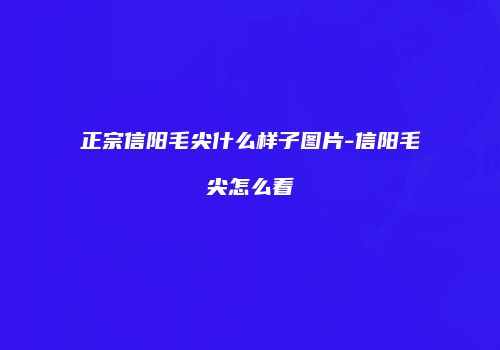 正宗信阳毛尖什么样子图片-信阳毛尖怎么看